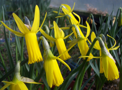 Narcissus cyclamineus 'Englander' 